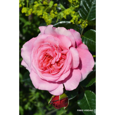 Rosier paysager Pink voluptia®