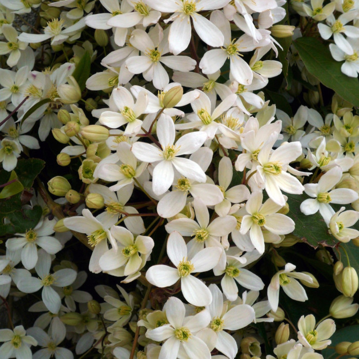 Clematis armandii 'Snowdrift'
