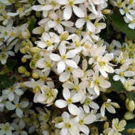 Clematis armandii 'Snowdrift'