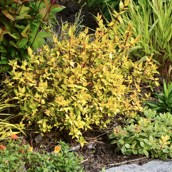 Abelia x grandiflora Gold Touch 'Bmrgold'
