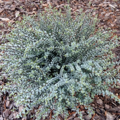 Hebe pimeleoides 'Quicksilver'