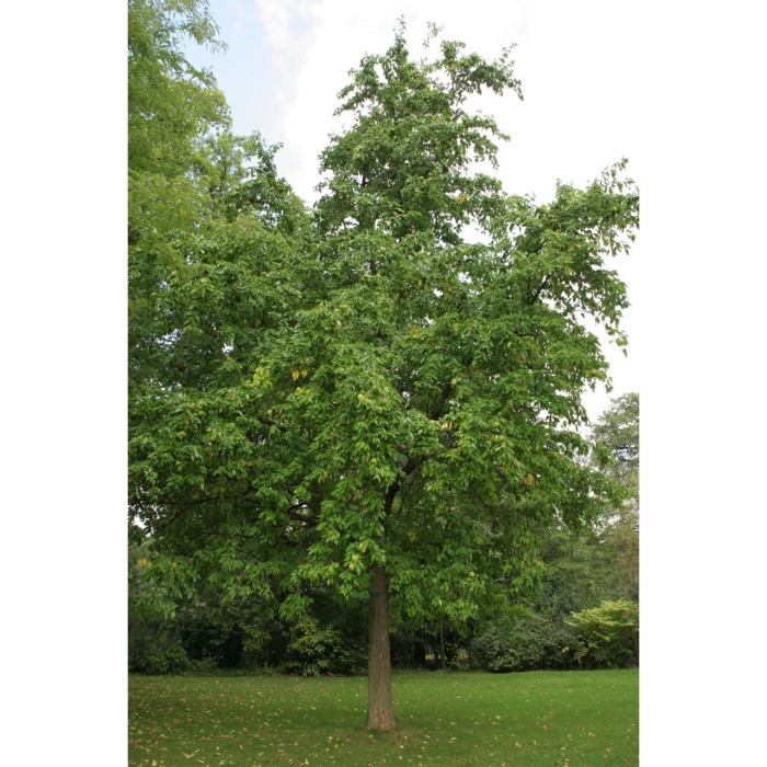 Maclura pomifera