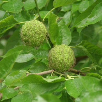 Maclura pomifera