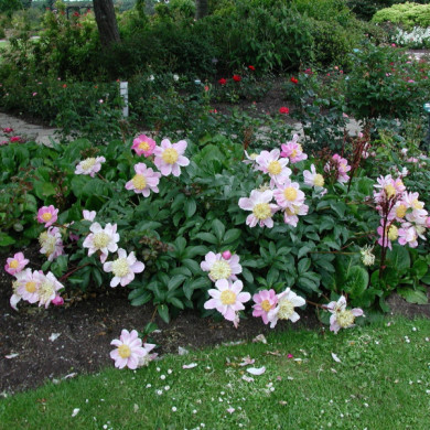 Paeonia suffruticosa blanc rosé
