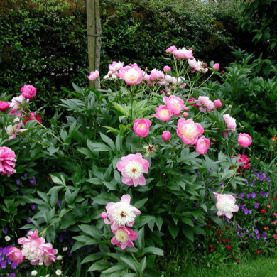 Paeonia suffruticosa blanc rosé