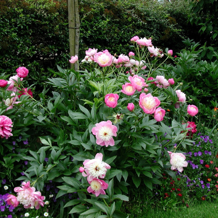 Paeonia suffruticosa blanc rosé