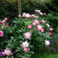 Paeonia suffruticosa blanc rosé