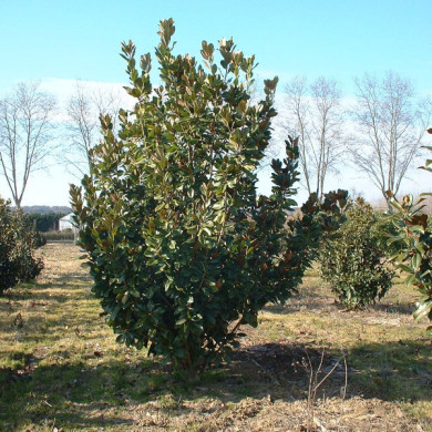Magnolia grandiflora 'François Treyve'