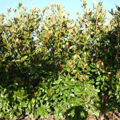 Magnolia grandiflora 'François Treyve'