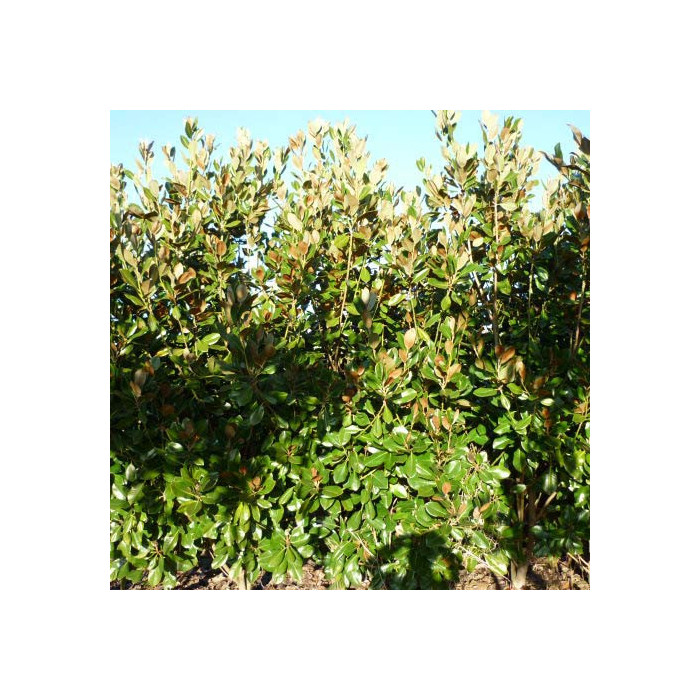 Magnolia grandiflora 'François Treyve'