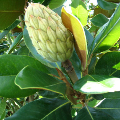 Magnolia grandiflora 'François Treyve'
