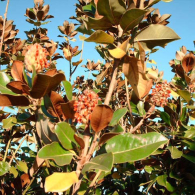 Magnolia grandiflora 'François Treyve'