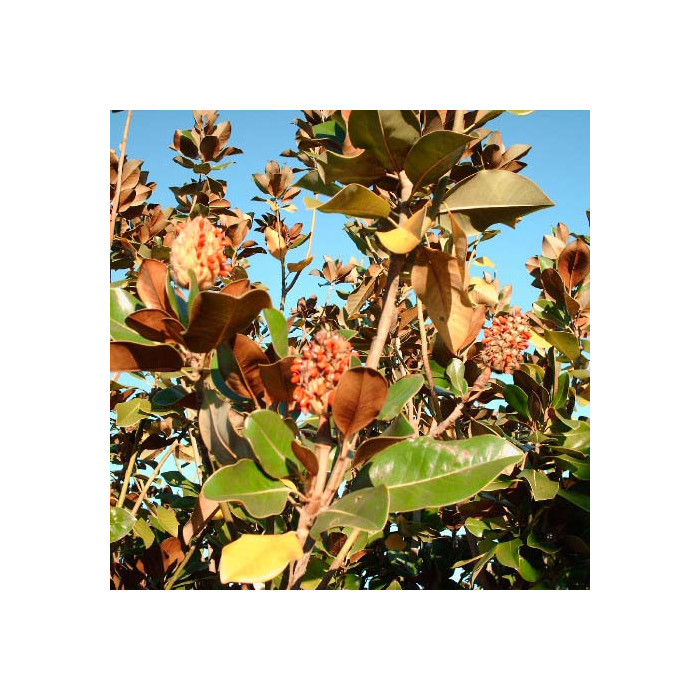 Magnolia grandiflora 'François Treyve'