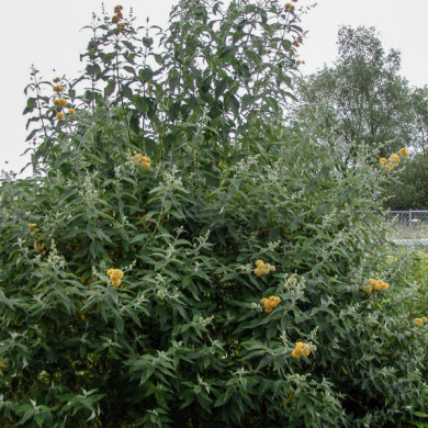 Buddleja x weyeriana 'Sungold'