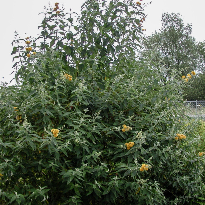 Buddleja x weyeriana 'Sungold'