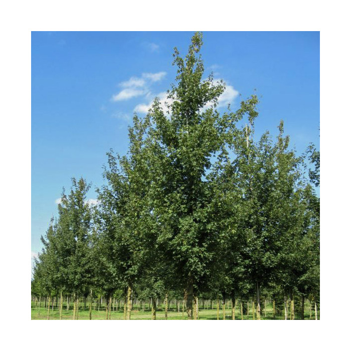 Acer campestre 'Elsrijk'