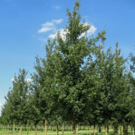 Acer campestre 'Elsrijk'