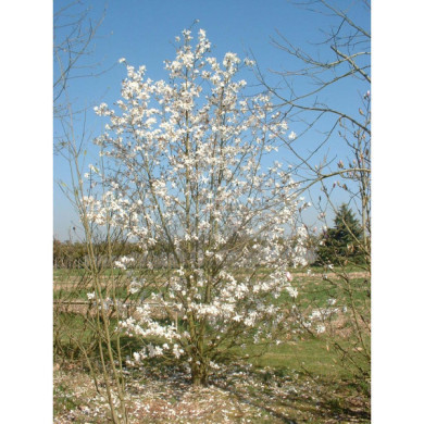 Magnolia x loebneri 'Merill'