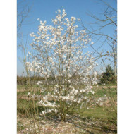 Magnolia x loebneri 'Merill'