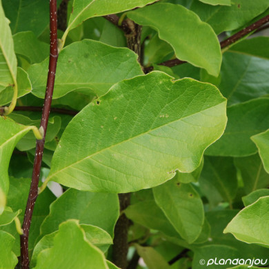 Magnolia x loebneri 'Merill'