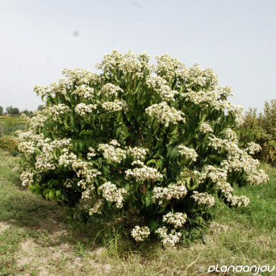 Heptacodium miconioides