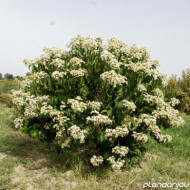 Heptacodium miconioides