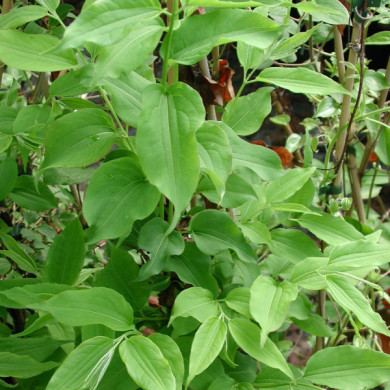 Heptacodium miconioides