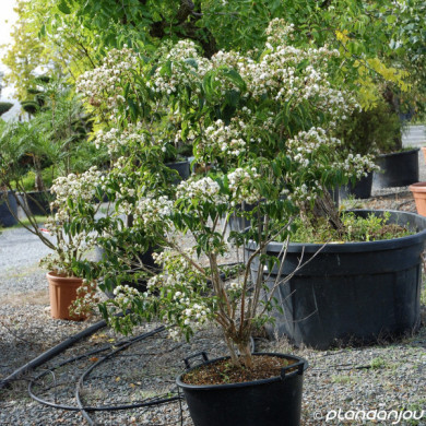 Heptacodium miconioides