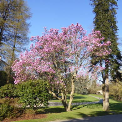 Magnolia x soulangeana 'Lennei'