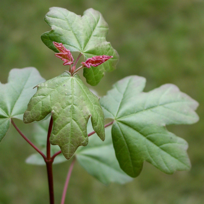 Acer campestre 'Elsrijk'