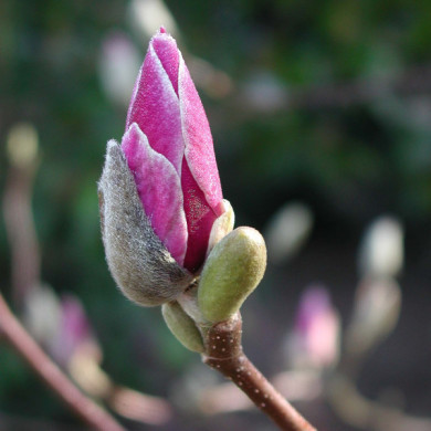 Magnolia x soulangeana 'Lennei'