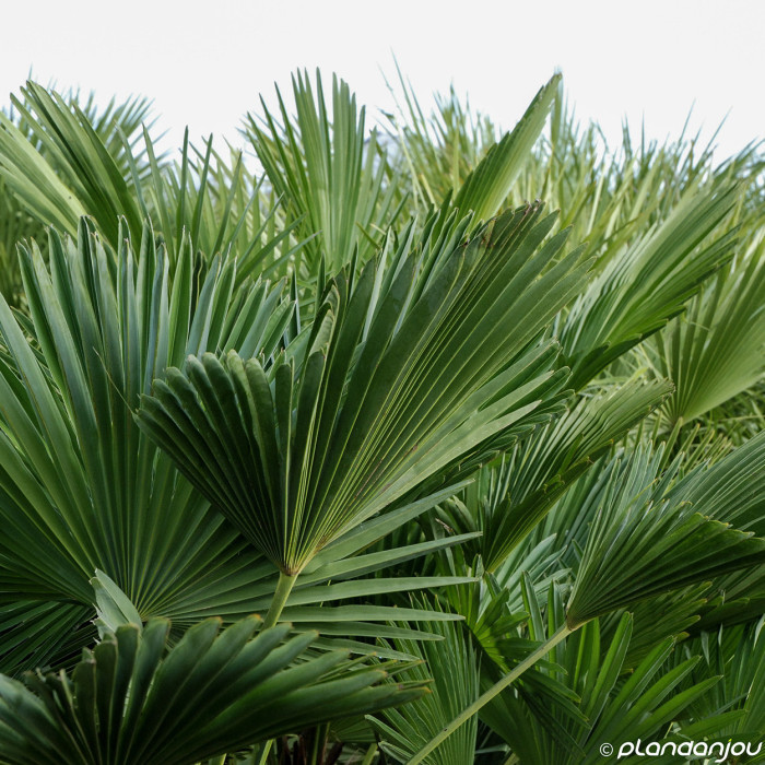 Trachycarpus wagnerianus