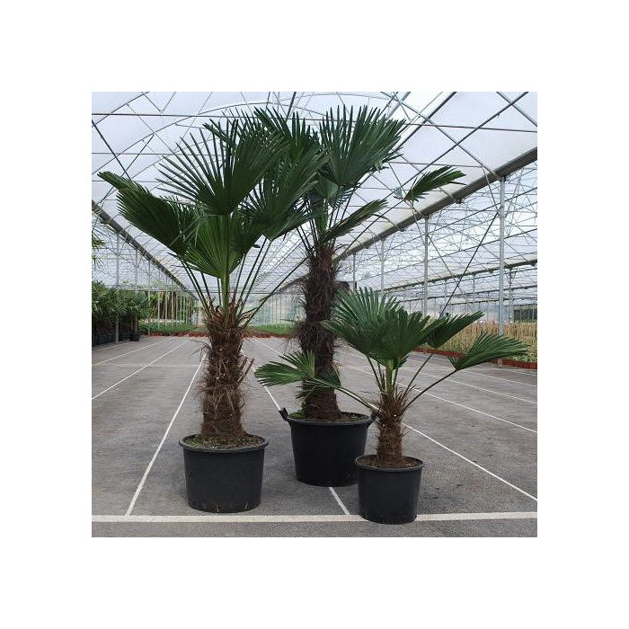 Trachycarpus wagnerianus