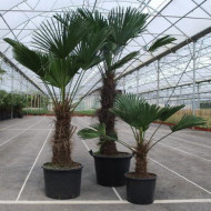 Trachycarpus wagnerianus