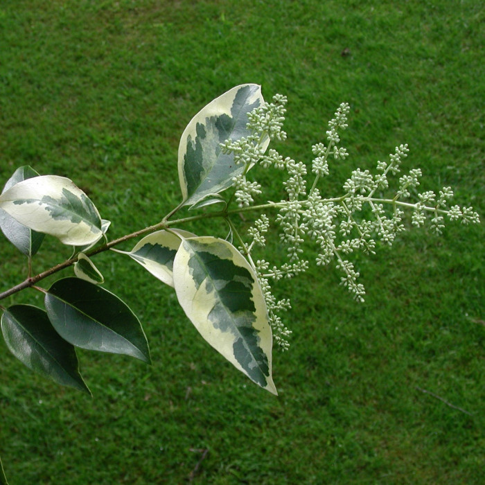 Ligustrum lucidum 'Excelsum superbum'