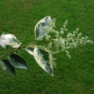 Ligustrum lucidum 'Excelsum superbum'