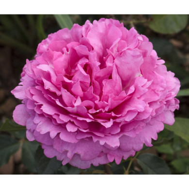 Rosier Yves Piaget® Meivildo