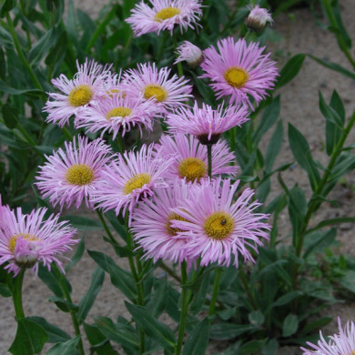 Erigeron 'Rosa Juwel'