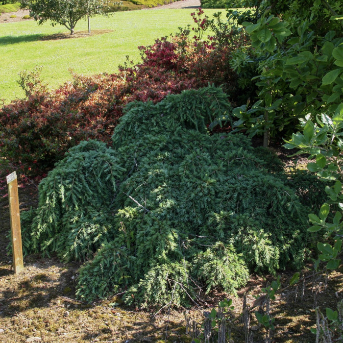 Cedrus deodara 'Feelin Blue'