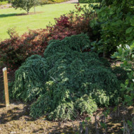 Cedrus deodara 'Feelin Blue'