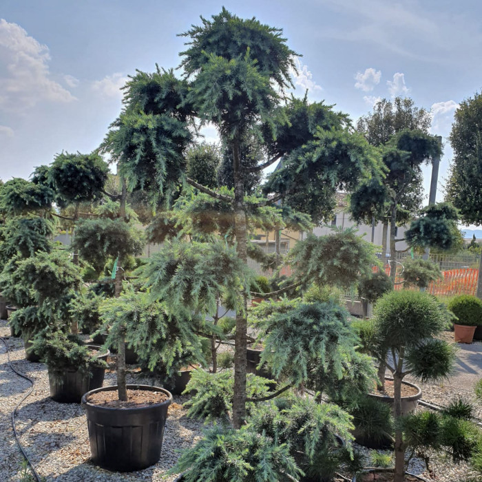 Cedrus deodara 'Feelin Blue'