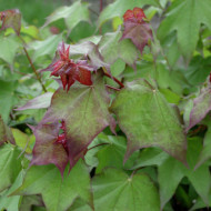 Acer cappadocicum 'Rubrum'