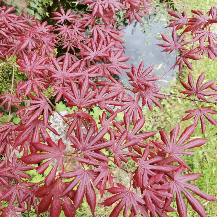 Acer palmatum 'Trompenburg'