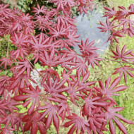 Acer palmatum 'Trompenburg'
