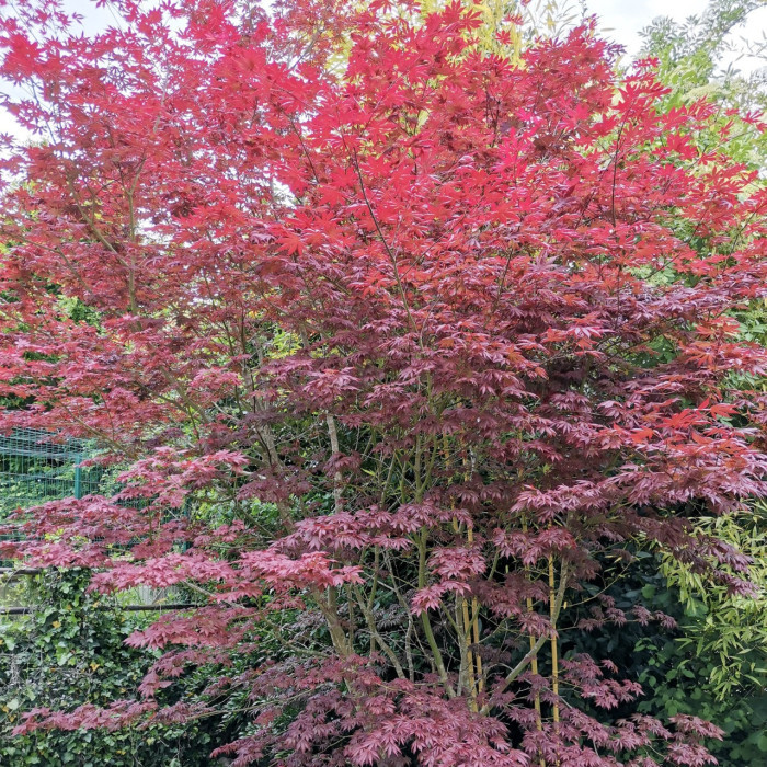 Acer palmatum 'Trompenburg'