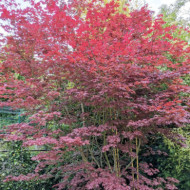 Acer palmatum 'Trompenburg'