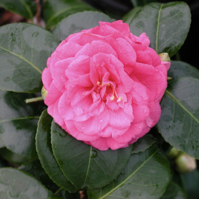Camellia japonica 'Bella Lambertii'