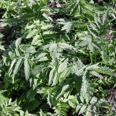 Valeriana officinalis