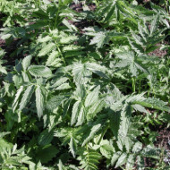 Valeriana officinalis