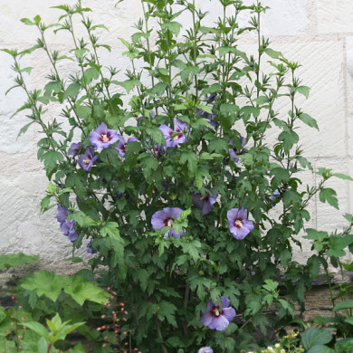 Hibiscus syriacus ULTRAMARINE 'Minultra'